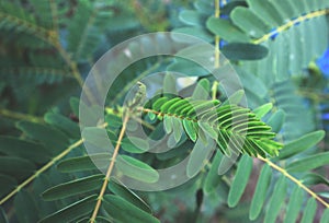 Greenleaves tree nature background pattern