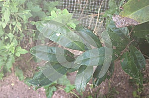 Greenleaves tree nature background pattern