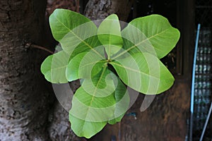 Greenleaves tree pattern texture background