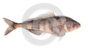 Greenling