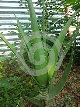 Greenly green aloe vera plant ,up, india- image photo