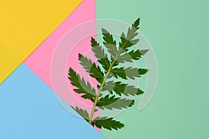 Greenn leaves of the plant with a geometric background in colors.
