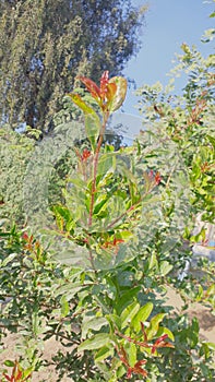 Plantación en el jardín a verde vistoso hojas 