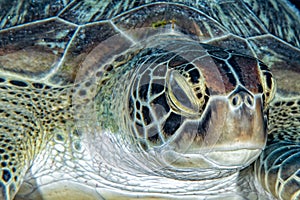 Greenn turtle close up portrait underwater