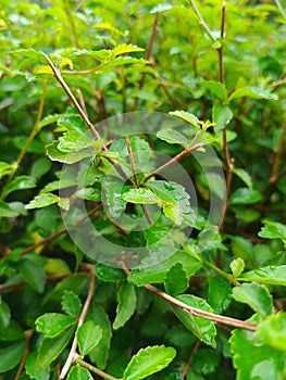 The greenness of the leaves and its tiny stem