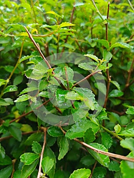 The greenness of the leaves and its tiny stem