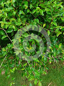 The greenness of the leaves and its tiny stem