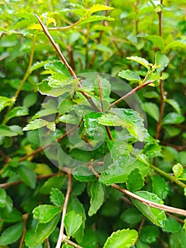 The greenness of the leaves and its tiny stem