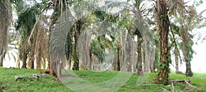 the greenness of old oil palm plantations