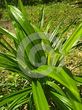 the greenness of pandan leaves
