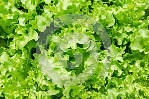 Greenoak Lettuce in organic farm