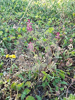 Greenplay flower sun