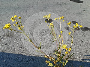 Greenplay flower sun