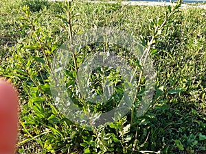 Greenplay flower sun