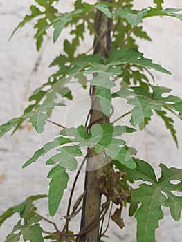 Greenry is relaxation