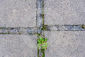 Greens break through the asphalt. texture of plates, between which greenery sprouts. Nature conquers asphalt.