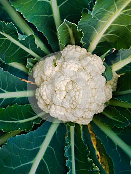 Greens food Cauliflower healthy health