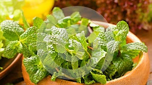 Greens for fresh healthy salad