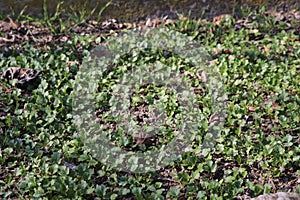 Greens in the garden