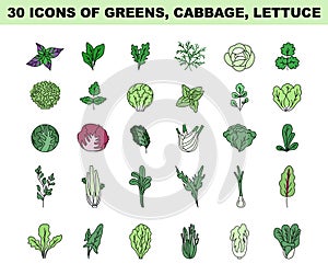 Greens, lettuce and cabbage simple colored icons set. Vegetable salad