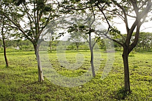 Greens in Maharashtra region, India photo