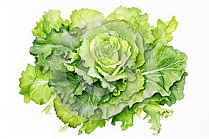 Greens raw lettuce fresh vegetable salad freshness leaves food background plant vegetarian organic