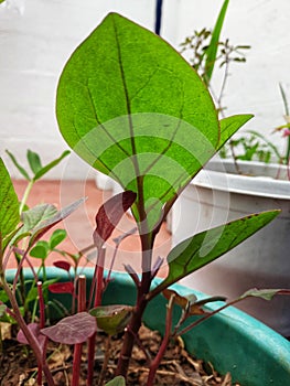 Greens and Reds nerves of plant, Fresh look