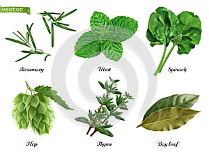 Greens and spices realistic vector set. Rosemary, mint, spinach, hop, thyme and bay leaf. Food illustration