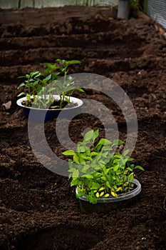 greens. Spring. seedling. garden. greenhouse.