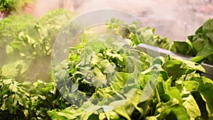 Greens under humidification system in open refrigerator in the store close-up