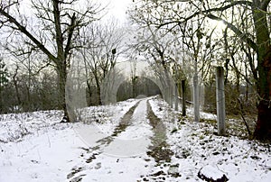 The greens under the snow 7 photo