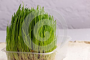 Greens of wheat with grains on a light background. Growing microgreens at home. Fresh wheat sprouts.