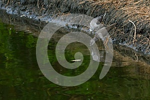 Greenshank and redshank