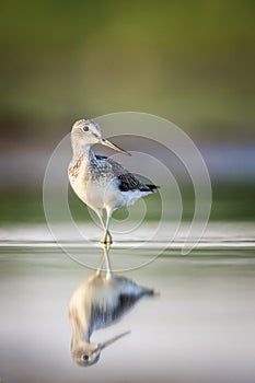 A greenshank with a sharp reflection