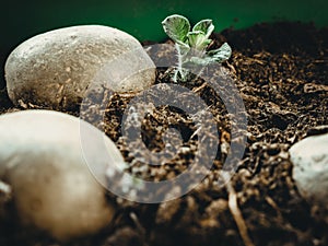 Greensprouting potatoes how to prepare for planting