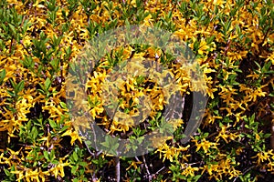 Greenstem forsythia, or Forsythia viridissima, a species of Easter tree photo