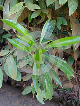 Greentree in nature small tree fresh