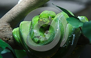 Greentree python in zoo