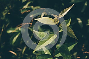 Greentropical leaves in the forest spring nature background