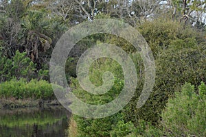 The Greenway on Amelia Island waterway banks are lush and green