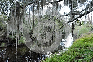 The Greenway has huge old oak trees covered with Spanish Moss