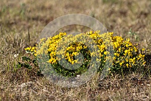 Greenweed Genista pilosa in a field..