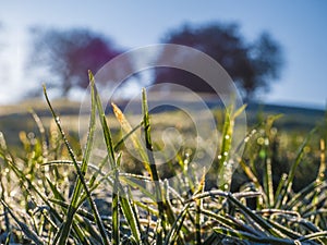 Greenwich park morning frost on the grass. London.