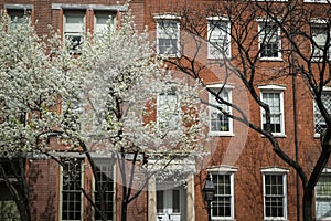 Greenwich Village apartment, blooming cherry trees, New York Cit