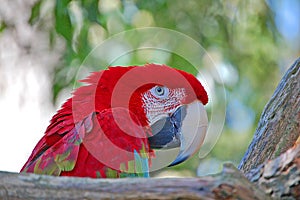 GreenWing Macaw with copy space