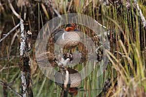 Greenwing Teal