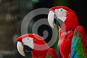 Greenwinged Macaw