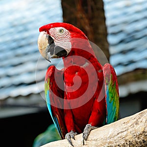 Greenwinged Macaw