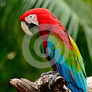 Greenwinged Macaw