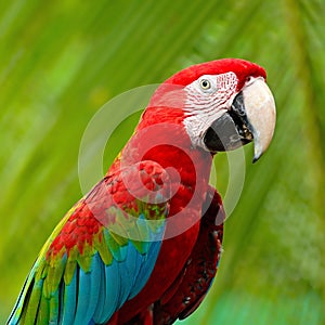 Greenwinged Macaw